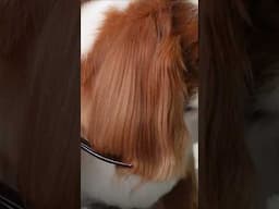 ASMR grooming part 1 #grooming #dogs #hairstyle