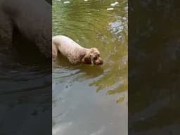 Earl vs water snake!