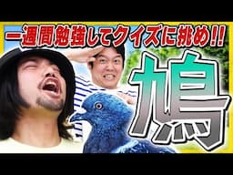 『ハト』の知識を一週間勉強してクイズに挑め！ハトクイズ！