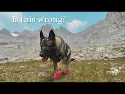 The Controversial Truth About Off-Leash Hiking