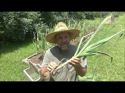 harvesting garlic