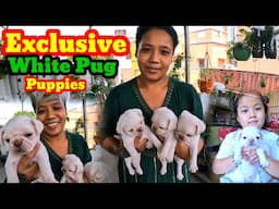Best White Pug Dog Kennel in india☺️Dog Kennel in kolkata☺️Dog Kennel☺️Dog Market