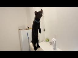 NEW Funniest ANIMAL Videos 2025 That will IMPROVE Your Mood 😂