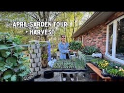 Late April Garden Tour | What's Growing in my New York Garden