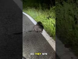 Beaver Tried to Attack Car in Middle of Road ! #animals #beaver #attack