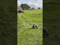 This is What Heaven Looks Like – English Spring Walk #englishcountryside #england #heavenonearth