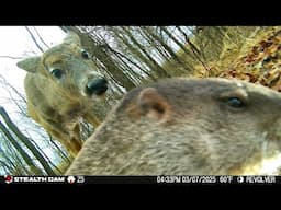 I Placed a 360° Camera in the Woods (What Happened Next) Trail Cam Highlights 4.24.25