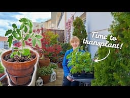 Transplanting Microdwarf Tomatoes into Final Pots – Step-by-Step Guide