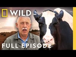 Brutal Summer (Full Episode) | Incredible Dr. Pol | Nat Geo Animals