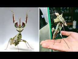Devil’s Flower Mantis 🦋 A Deadly Work of ART!