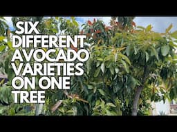 Growing A Multi Grafted Avocado Tree - Flower and Fruit Set