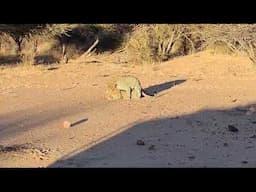 mating Leopards Namibia