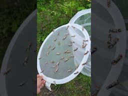 Buff tip moth breeding / Phalera bucephala