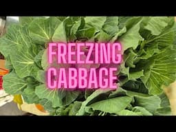 Blanching and freezing cabbages from the garden. Dark green cabbage leaves.