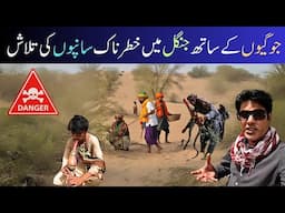 Snake Hunting in the Desert! I Followed Real Snake Hunters into the Desert
