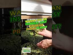 GOLDFISH PROOF PLANT