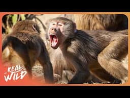 Exploring the Strangest Behaviors Ever Seen in Nature