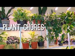 Cleaning the top plant shelves! Lets do some plant chores together! Chatty Plant Chores