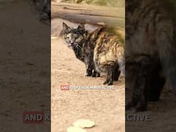 PERSONALITY of TORTOISESHELL CATS 🙀 What Are They Like? #shorts