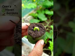 Bitter  Melon in Banana Leaf #viralshort #gardening #viralvideo #garden #nature #vegetable #viral