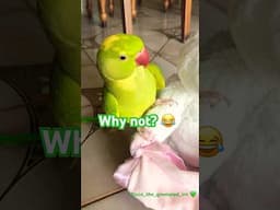 Here we go again 🥹 #parrots #birds #talkingparot #shorts