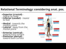 S1 Anatomical Position Relational Terminology