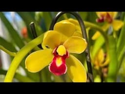 tp xích long, đỏ mỹ, phan trí lùn, hnhg, mai hoa, khoa mai, xh. đen rô, chồn, cáo, nhạn 4n đẹp