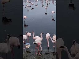Flamingo (women's meeting)🤣 #animals #funny #wildlife #nature #shorts
