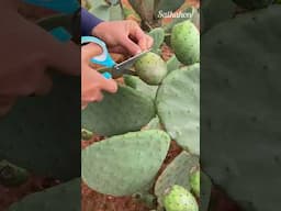 What a Fruit? #food #fyp #foryou #shorts #tiktok #viralvideo #satkahon