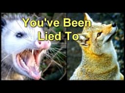 Surprising Animals YOU WON'T BELIEVE Make Good Pets