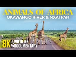 8K HDR Amazing African Wildlife - Episode 5 | Incredible Animal Life of Okavango Delta & Nxai Pan