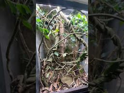 Ancient Dragon Rainforest