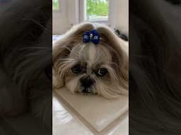 Shih Tzu: Fashion Icon, Professional Napper, Absolute Queen 🎀👑 #shorts #shihtzu