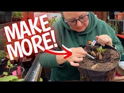 How to propagate from your dahlias (super easy)