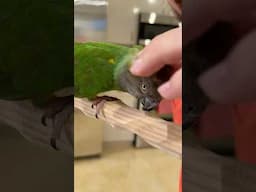 How My Senegal Parrot Asks for Head Scratches