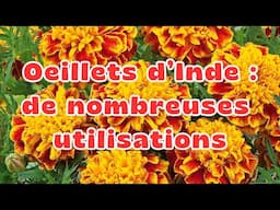 Les Nombreux Bienfaits des Oeillets d'Inde