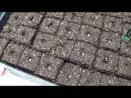Sowing Pepper Seeds And Pepper Seedlings Update