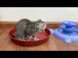 Kittens love playing with marbles - Milo Kitten