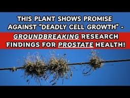 The Truth About Ball Moss: Studies Leave Scientists Speechless / Earth's Medicine