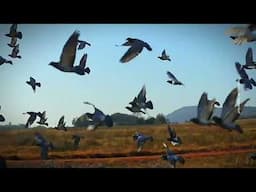 Sprint Pigeons / Short Distance Racers- Wing Characteristic of Sprinter Pigeons