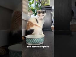 Who ordered this?!? 😮 #cats #petlibro #catfountain
