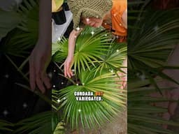 Variegated Palm❤️ Phillipines National Leaf! #plants #tropicalgarden