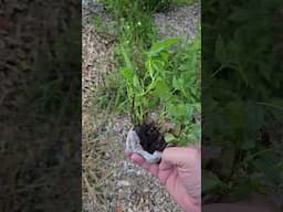 Snowbank White blackberry #farmlifebestlife #garden #waildberries