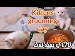 Kittens grooming day | EID vlog | KITTYcat Vlogs