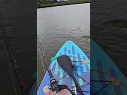 Ông Vua Nước Ngọt  #fishing #caucathugian  #taynguyenvlog