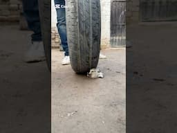Colorful chick saved from heavy tire #shorts #animals #pets #trendingshorts