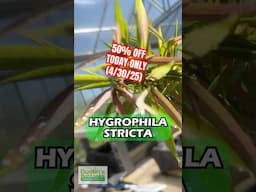 🚨 FLASH SALE – 50% OFF! 🚨Meet Hygrophila Stricta