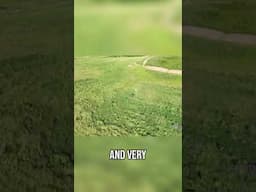 Can a Single Drone Treatment Fix an Entire Field? #shorts
