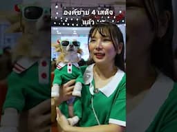 องค์ชาย 4 เสด็จแล้ว #jerhigh #cat #สุนัขตำรวจ #scottishfold #news #animals #cutecat #pets