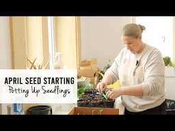 April 1st Seed Starting, Potting Up Cut Flowers & Veggies   Sunshine and Flora Flower Farm